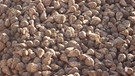 Ein Berg Zuckerrüben: Zuckerrüben sehen aus wie Kartoffeln oder Rettiche. | Bild: BR / Kristina Hafer