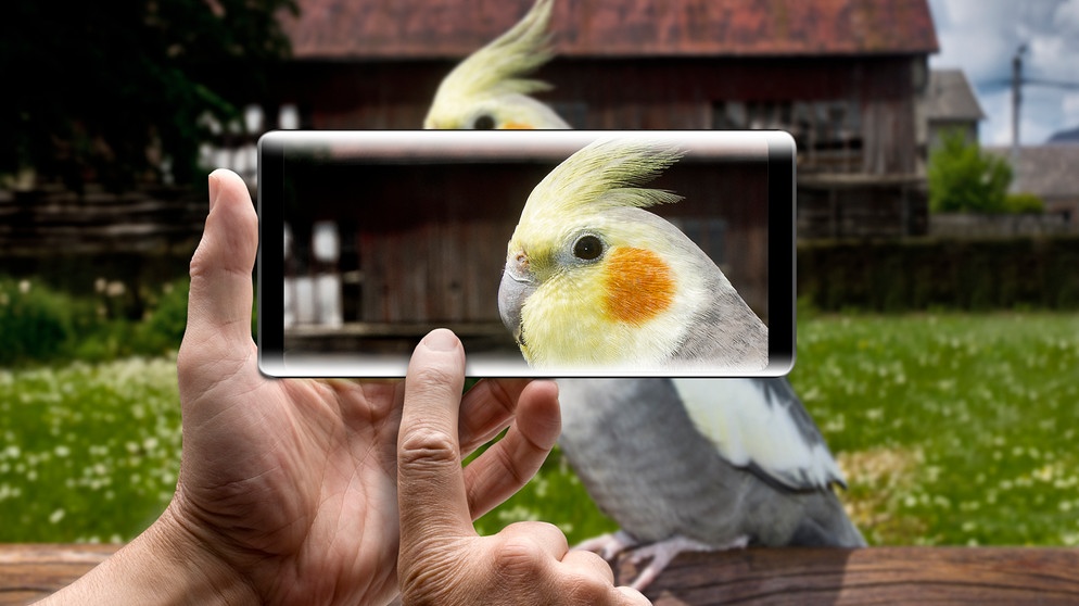 Mit dem Smartphone kann man nicht nur Fotos von Vögeln machen, sondern auch ihre Stimme aufnehmen. | Bild: colourbox.com