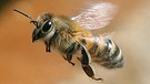 Eine Honigbiene fliegt eine Blüte an.  | Bild: dpa-Bildfunk/Wolfgang Kumm