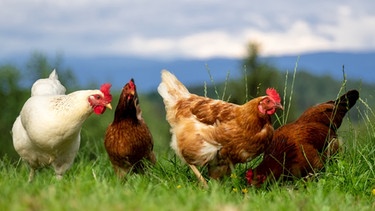 Vier Hühner auf einer Wiese. | Bild: stock.adobe.com/Sonja Birkelbach