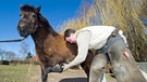 Diesem Pony wird ein Hufeisen angepasst. | Bild: picture-alliance/dpa