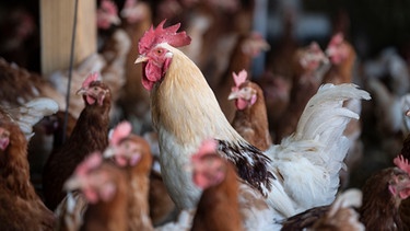 Ein Hahn steht zwischen Hühnern. Weil Hähne keine Eier legen, werden sie häufig direkt nach dem Schlüpfen getötet.  | Bild: picture alliance/dpa | Patrick Seeger