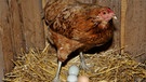 Eine Henne beim Eierlegen in ein Nest, das auch von anderen Hennen benutzt wird. Es liegen weiße und braune Eier im Nest. | Bild: picture alliance | CHROMORANGE / Dieter Möbus