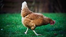 Ein Huhn auf einer Wiese. | Bild: colourbox.com
