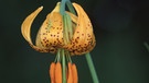 Humboldts Lilie, botanisch: Lilium humboldtii | Bild: picture alliance / Arco Images GmbH