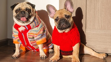 Zwei Hunde (Bulldoggen) mit verrückten Wollpullovern. | Bild: colourbox.com