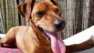 hechelnder Hund im Sonnenschein | Bild: colourbox.com