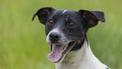 Jack Russell Terrier | Bild: picture alliance/Mary Evans Picture Library