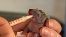 Ein Igelbaby wird mit einer Futterspritze gefüttert. | Bild: BR-Studio Franken
