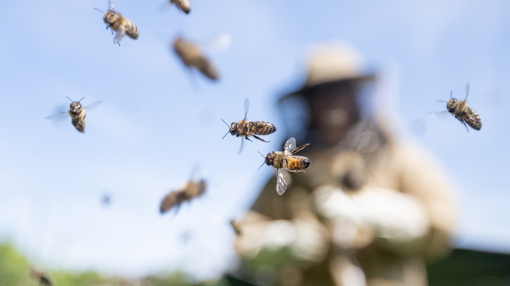 Honigbienen fliegen an einer Imkerin vorbei. Dank moderat steigender Temperaturen entwickeln sich die Bienen gut, so dass die Imker auf eine gute Honigernte hoffen. | Bild: dpa-Bildfunk/Sebastian Gollnow