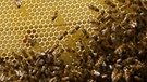 Imker mit Bienenwabe. | Bild: colourbox.com