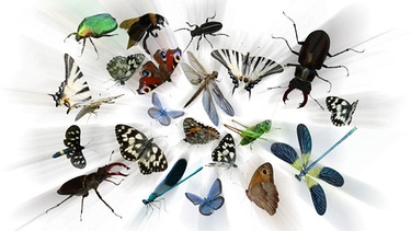 Verschiedene Insekten | Bild: colourbox.com