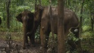 Rebecca und Bosse gehen mit Elefanten in Kambodscha spazieren | Bild: Katrin Waldenburg/ BR