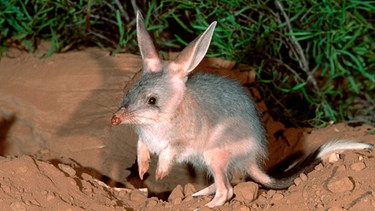 Ein Kaninchennasenbeutler, in Australien auch Bilby (Macrotis lagotis) genannt, vor seinem Bau.  | Bild: picture alliance / WILDLIFE | WILDLIFE/M.Harvey 