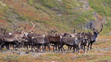 Alaska-Karibu (Rangifer tarandus granti), Herde in der Tundra. | Bild: picture alliance / WILDLIFE | WILDLIFE/S.Muller