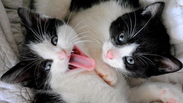Zwei schwarz-weiße Katzen blicken nach oben, eine streckt die Zunge raus. | Bild: colourbox.com