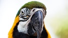 Papagei | Bild: colourbox.com