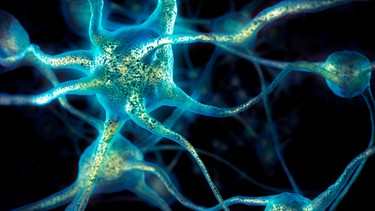 3D-Darstellung von Gehirnzellen, Netzwerk von Nervenzellen, Nervensystem | Bild: picture alliance / imageBROKER | Oleksiy Maksymenko