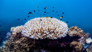 So sieht die Korallenbleiche am Great Barrier Reef aus. Es ist das größte Korallenriff der Welt und liegt an der Nordostküste Australiens. | Bild: Victor Huertas/Greenpeace Germany | dpa-Bildfunk