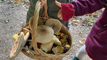 Ein Korb mit gesammelten Pilzen. | Bild: Picture alliance/dpa