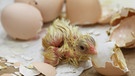 Ein gerade geschlüpftes Hühnerküken umgeben von seiner Eierschale. | Bild: picture alliance | CHROMORANGE / Dieter Möbus
