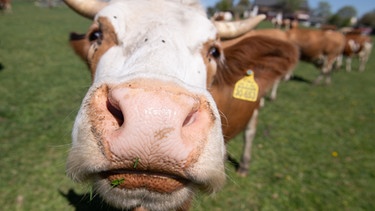 Eine Kuh auf einer Weide eines Biohofs nähert sich interessiert dem Fotografen. | Bild: dpa-Bildfunk/Sebastian Kahnert