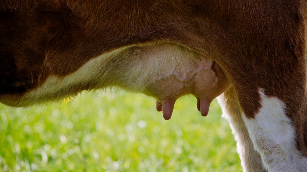 Das Euter einer Kuh. | Bild: BR/Johanna Schlüter