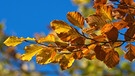 Ein Buchenzweig mit herbstlich-braunen Blättern. | Bild: picture-alliance/dpa/SULUPRESS.DE/Torsten Sukrow