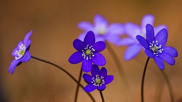 Blume des Jahres 2013: Leberblümchen (Hepatica nobilis) | Bild: picture-alliance/dpa