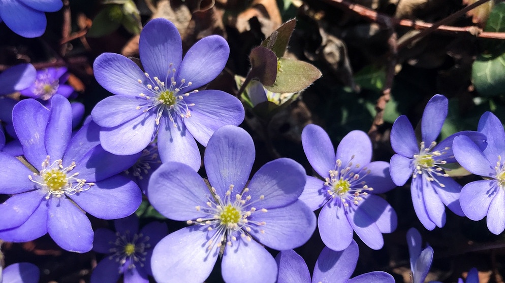 Lila Leberblümchen im Frühjahr. | Bild: privat/Sylvia Bentele