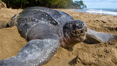 Die Lederschildkröte steht als gefährdete Tierart auf der Roten Liste. | Bild: Brian Hutchinson/picture-alliance/dpa