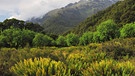 farnbewachsene Lichtung am Routeburn Track im Humboldt Gebirge, Neuseeland | Bild: picture alliance / blickwinkel