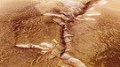 Deutsche Marskamera liefert Bilder von riesiger Schlucht auf dem Mars. | Bild: picture-alliance/dpa