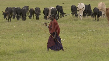 Mann des Stammes der Massai beim Hüten einer Rinderherde, Ngorongoro-Krater, Tansania, Afrika | Bild: picture alliance/imageBROKER