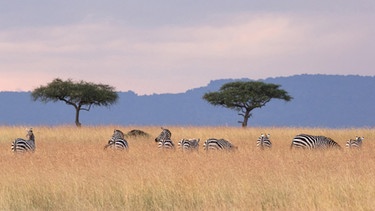 Zebra-Herde weidet im Grasland, Kenia, Afrika | Bild: picture alliance/imageBROKER