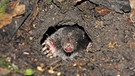 Ein Maulwurf schaut aus einem Erdloch im Boden. | Bild: picture-alliance/dpa