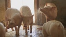 Schweine beim Duschen | Bild: BR-Bild