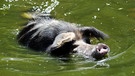 Schwein schwimmt | Bild: picture-alliance/dpa