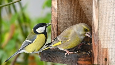 Eine Kohlmeise (links) und ein Grünfink (rechts) sind an einer Futterstelle in einem Garten zu sehen. | Bild: dpa-Bildfunk/Patrick Pleul
