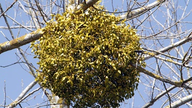 Ein Buschen Misteln hängt in einem Baum. | Bild: picture-alliance/dpa