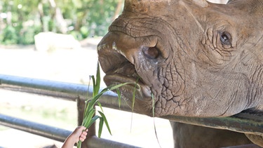Kind fütter Nashorn in einem Zoo | Bild: colourbox.com