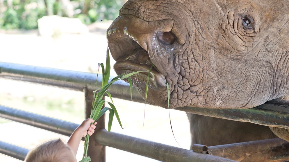 Kind fütter Nashorn in einem Zoo | Bild: colourbox.com
