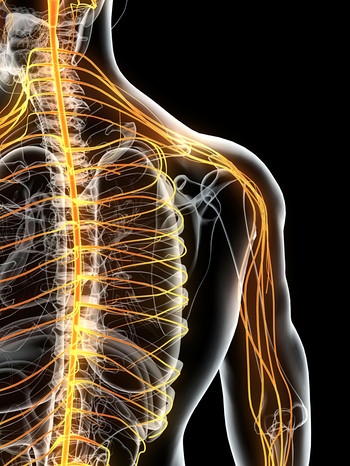 Symbolbild, das den Verlauf der Nervenbahnen im Körper - vor allem im Rücken und Arm - darstellt. | Bild: colourbox.com