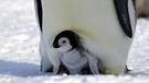 Ein Pinguinbaby | Bild: Tim Heitland