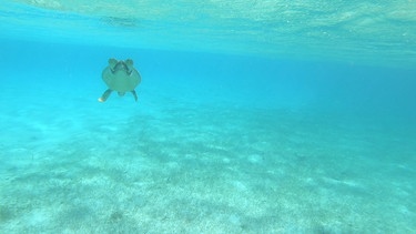 Die Crew des Ocean College hat Schildkröten beim Schnorcheln entdeckt | Bild: Ocean College