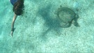 Die Crew des Ocean College hat Schildkröten beim Schnorcheln entdeckt | Bild: Ocean College