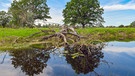Trübes Gewässer im Odervorland | Bild: picture-alliance/dpa