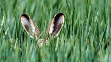 Nur die langen Ohren eines Feldhasen ragen aus einem Getreidefeld heraus. Die Ohren eines Hasen werden auch Löffel genannt. | Bild: picture-alliance/dpa