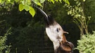 Okapi (Okapia johnstoni), mit der Zunge nach Blaettern angelnd. | Bild: picture alliance / blickwinkel