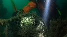Aufräumen am Meeresgrund: ein altes Fischernetz unter Wasser. | Bild: Sarah Tallon